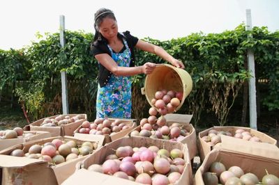 广西农信 党建引领发展 '利农商城'惠民 网上销售农产品