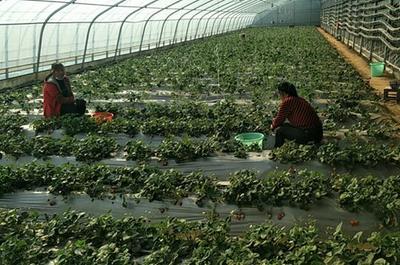 新郑市辛店镇史庄村 防疫生产两不误，电商为脱贫攻坚注入新活力