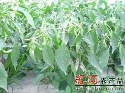 红河农产品信息网 开启农产品网上销售新纪元