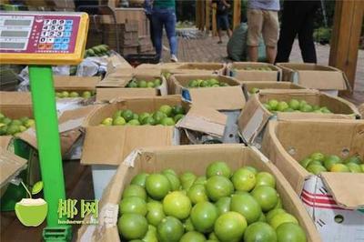 单日售柠檬3000斤！秀英区贫困户“电商饭”管吃饱