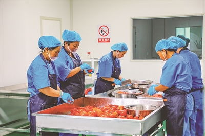 西红柿酿出乡村振兴美滋味——汾西县众心农产品专业合作社见闻